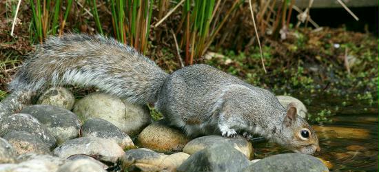 Grey Squirrel <i>Sciurus carolinensis</i>